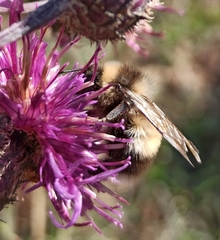 Bombus sporadicus