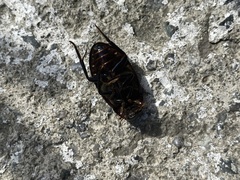 Hydrophilus dauricus