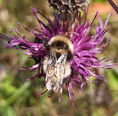 Bombus sporadicus