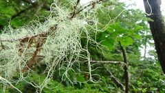 Usnea dasopoga