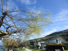 Salix babylonica