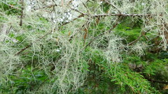 Usnea dasopoga