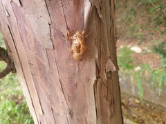 Hyalessa maculaticollis