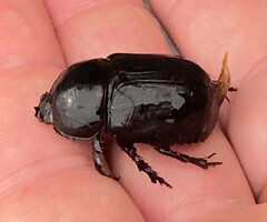 Xyloryctes jamaicensis