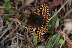 Boloria polaris