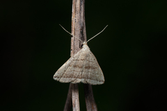 Lysimelia neleusalis