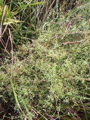 Galium trifidum