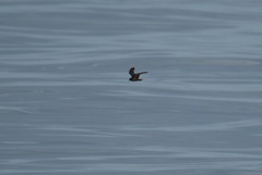 Hydrobates microsoma