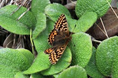 Boloria polaris