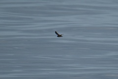 Hydrobates microsoma