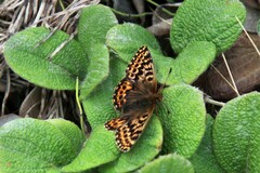 Boloria polaris