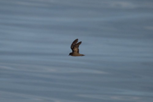 Least Storm Petrel (Hydrobates microsoma), photo 5