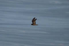 Hydrobates microsoma