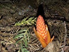 Balanophora laxiflora