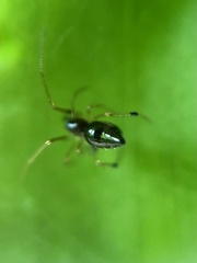 Coleosoma