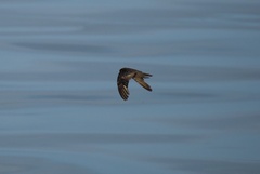 Hydrobates microsoma