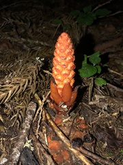 Balanophora laxiflora