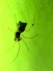 Coleosoma