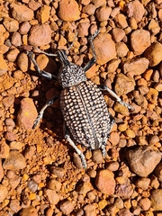 Leptopius areolatus
