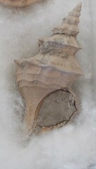 Muricoidea