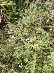 Galium trifidum
