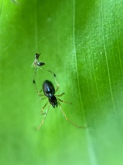 Coleosoma