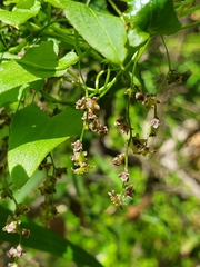 Dioscorea variifolia