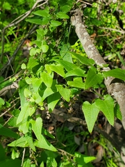 Dioscorea variifolia