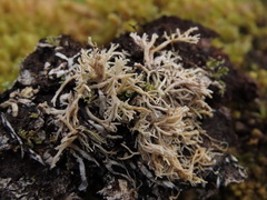 Sphaerophorus venerabilis