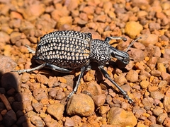 Leptopius areolatus