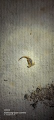Centruroides vittatus