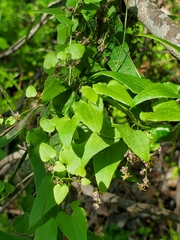 Dioscorea variifolia