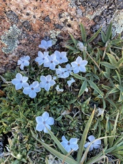 Phlox condensata