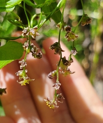 Dioscorea variifolia