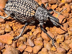 Leptopius areolatus
