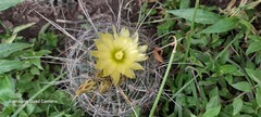 Hamatocactus hamatacanthus hamatacanthus