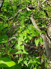 Dioscorea variifolia