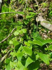Dioscorea variifolia