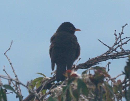 Sunda Island Thrush (Turdus javanicus), photo 6