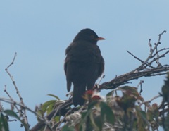 Turdus poliocephalus