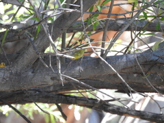 Geothlypis tolmiei