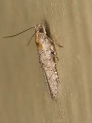 Obithome punctiferella