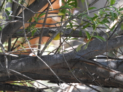 Geothlypis tolmiei