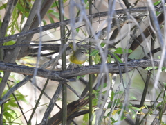 Geothlypis tolmiei