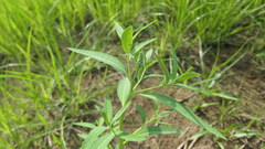 Sphenoclea zeylanica