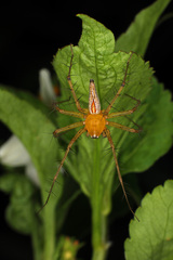 Oxyopes sertatus