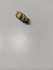 Chrysaeglia magnifica