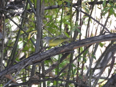 Geothlypis tolmiei