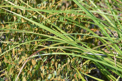 Scirpus longii
