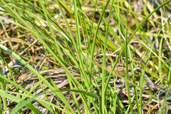 Scirpus longii
